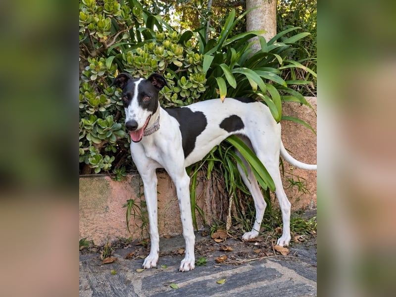 Zauberhafte Galga Favi wartet in Portugal auf unserem Tierschutzhof!