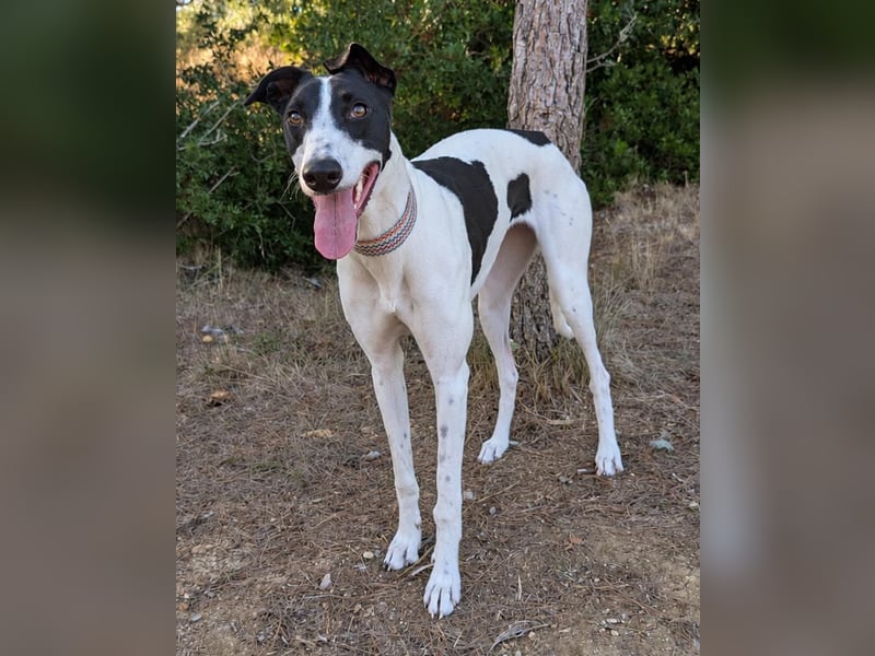 Zauberhafte Galga Favi wartet in Portugal auf unserem Tierschutzhof!