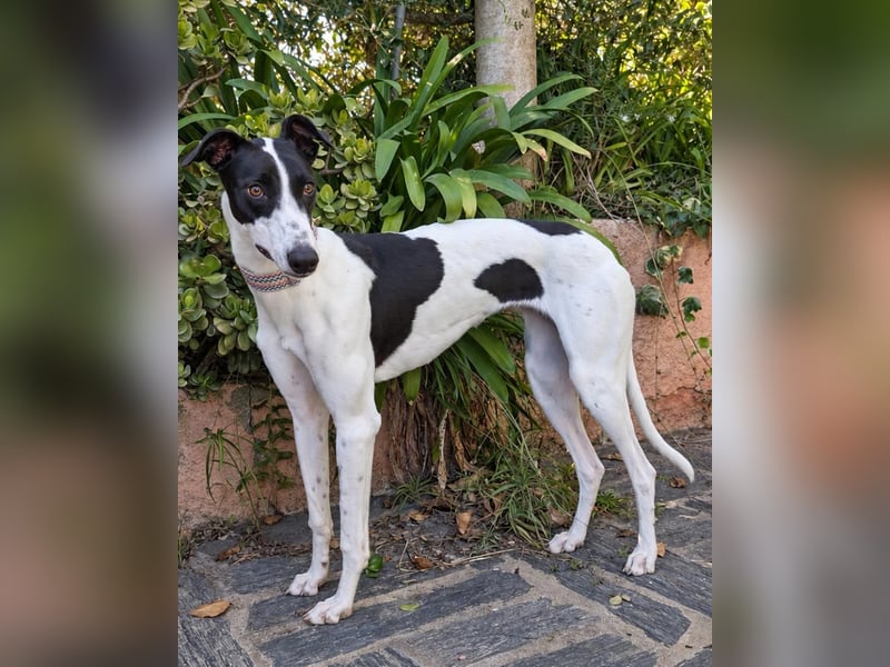 Zauberhafte Galga Favi wartet in Portugal auf unserem Tierschutzhof!