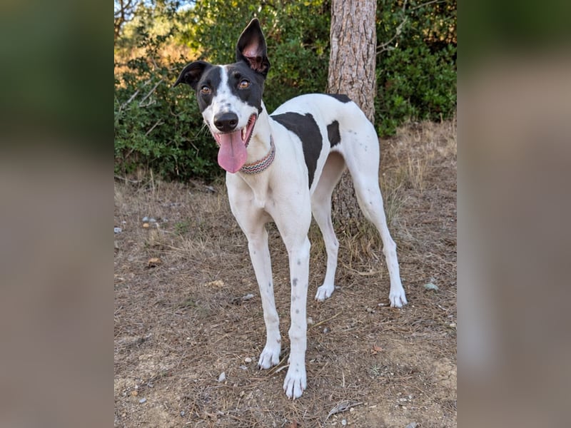 Zauberhafte Galga Favi wartet in Portugal auf unserem Tierschutzhof!