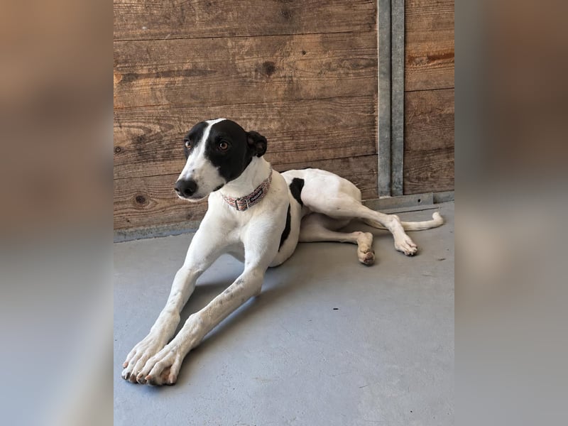 Zauberhafte Galga Favi wartet in Portugal auf unserem Tierschutzhof!