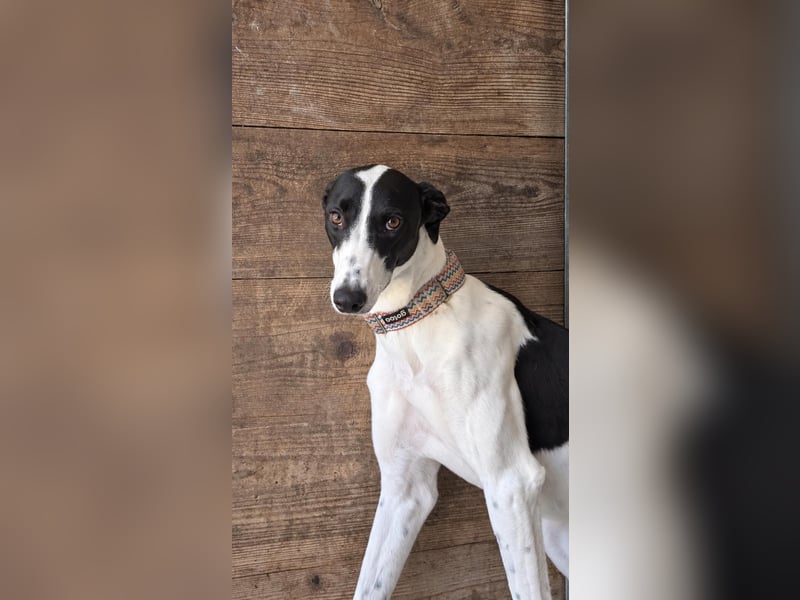 Zauberhafte Galga Favi wartet in Portugal auf unserem Tierschutzhof!