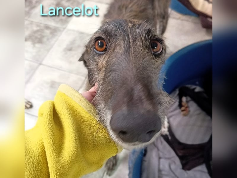 Lancelot geb. 05/2022 (in Deutschland) - ganz bezaubernder, sanfter und anhänglicher Galgo!