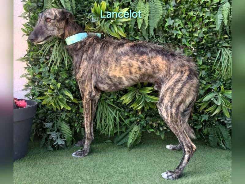 Lancelot geb. 05/2022 (in Deutschland) - ganz bezaubernder, sanfter und anhänglicher Galgo!