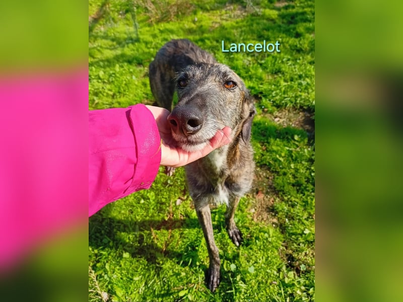 Lancelot geb. 05/2022 (in Deutschland) - ganz bezaubernder, sanfter und anhänglicher Galgo!