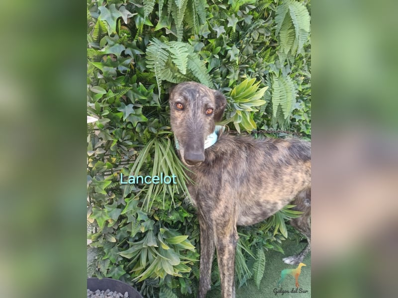 Lancelot geb. 05/2022 (in Deutschland) - ganz bezaubernder, sanfter und anhänglicher Galgo!