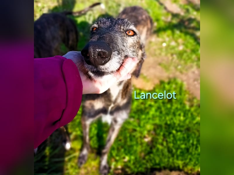 Lancelot geb. 05/2022 (in Deutschland) - ganz bezaubernder, sanfter und anhänglicher Galgo!