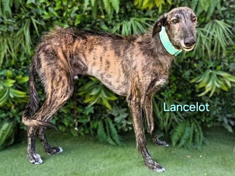 Lancelot geb. 05/2022 (in Deutschland) - ganz bezaubernder, sanfter und anhänglicher Galgo!