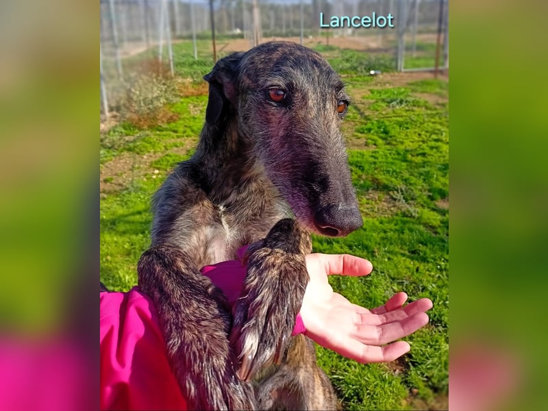Lancelot geb. 05/2022 (in Deutschland) - ganz bezaubernder, sanfter und anhänglicher Galgo!