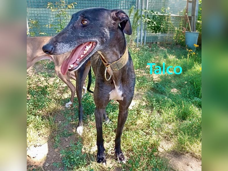 Talco geb. 06/2024 (in Deutschland) - wunderschöner, liebenswerter junger Galgo!