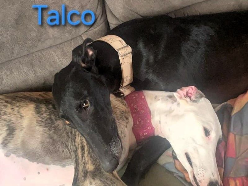 Talco geb. 06/2024 (in Deutschland) - wunderschöner, liebenswerter junger Galgo!