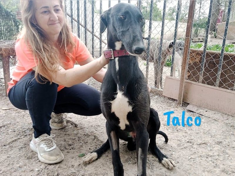 Talco geb. 06/2024 (in Deutschland) - liebenswerter junger Galgo!