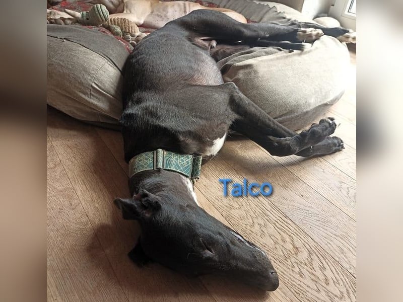 Talco geb. 06/2024 (in Deutschland) - wunderschöner, liebenswerter junger Galgo!