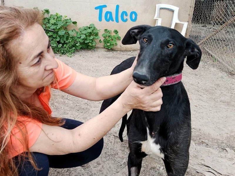 Talco geb. 06/2024 (in Deutschland) - wunderschöner, liebenswerter junger Galgo!