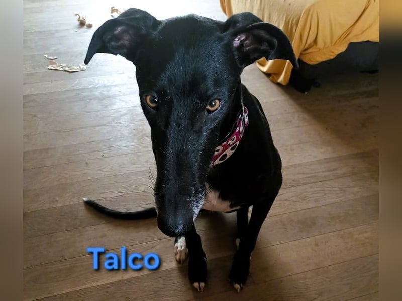 Talco geb. 06/2024 (in Deutschland) - liebenswerter junger Galgo!