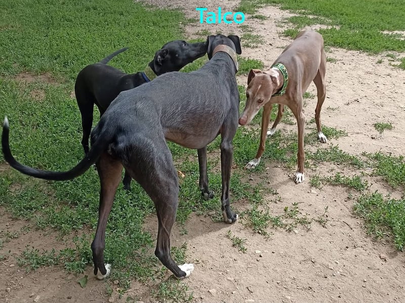 Talco geb. 06/2024 (in Deutschland) - wunderschöner, liebenswerter junger Galgo!