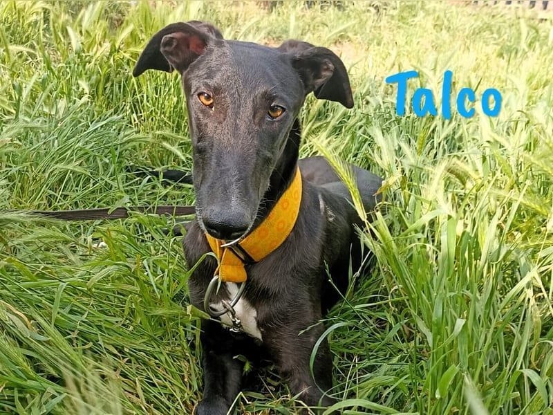 Talco geb. 06/2024 (in Deutschland) - wunderschöner, liebenswerter junger Galgo!