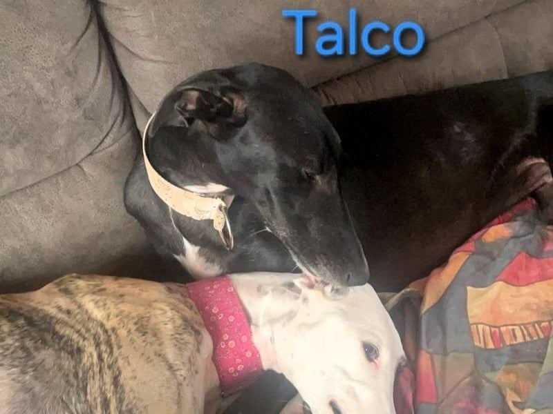 Talco geb. 06/2024 (in Deutschland) - wunderschöner, liebenswerter junger Galgo!