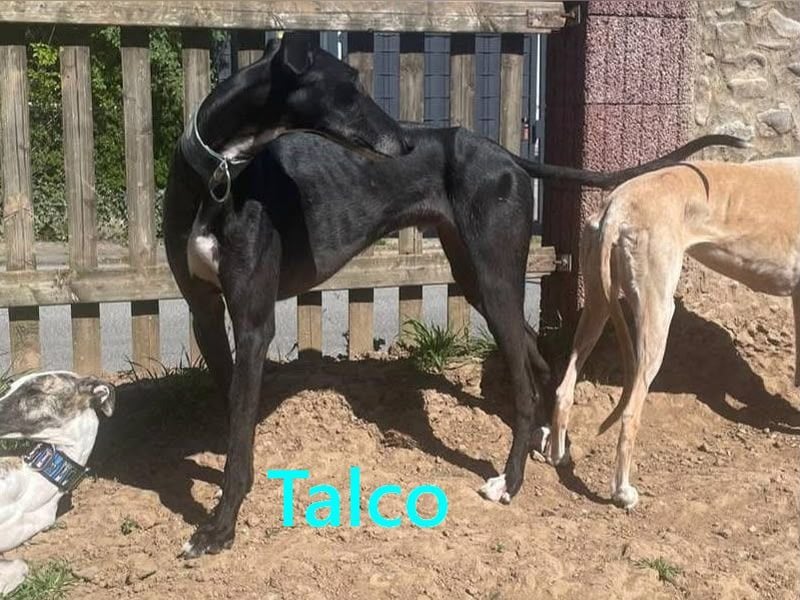 Talco geb. 06/2024 (in Deutschland) - wunderschöner, liebenswerter junger Galgo!