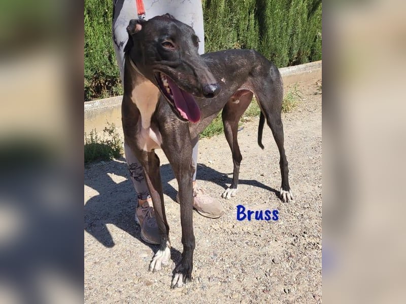 Bruss geb. 01/2023 (in Deutschland) - sanfter Traumgalgo!