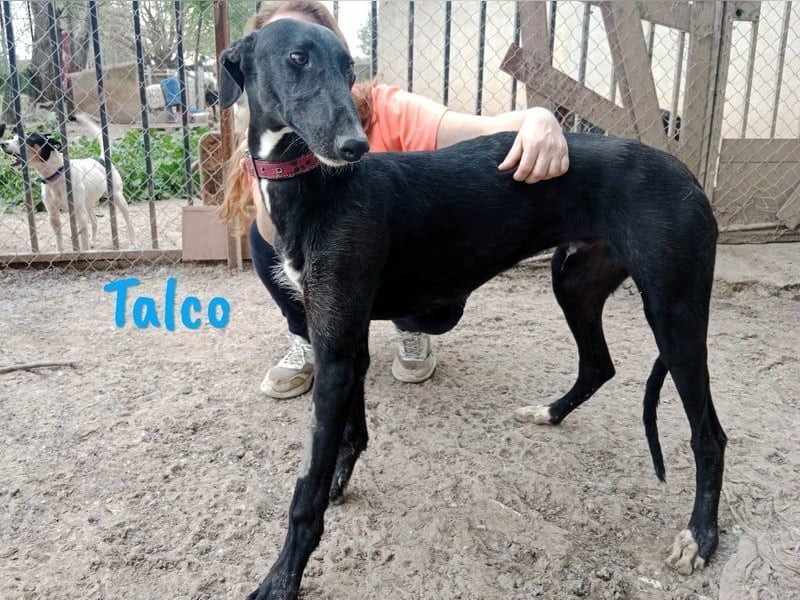 Talco geb. 06/2024 (in Deutschland) - wunderschöner, liebenswerter junger Galgo!