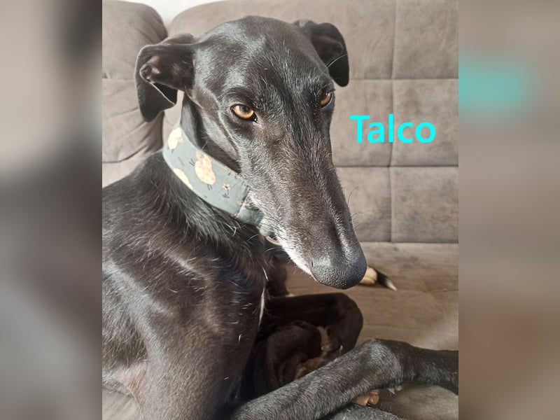 Talco geb. 06/2024 (in Deutschland) - wunderschöner, liebenswerter junger Galgo!