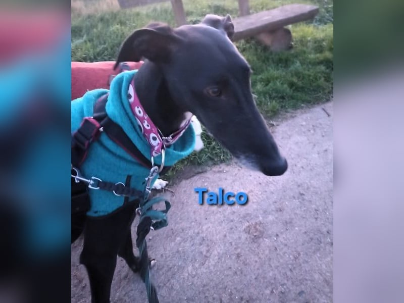 Talco geb. 06/2024 (in Deutschland) - wunderschöner, liebenswerter junger Galgo!