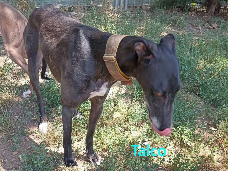 Talco geb. 06/2024 (in Deutschland) - wunderschöner, liebenswerter junger Galgo!