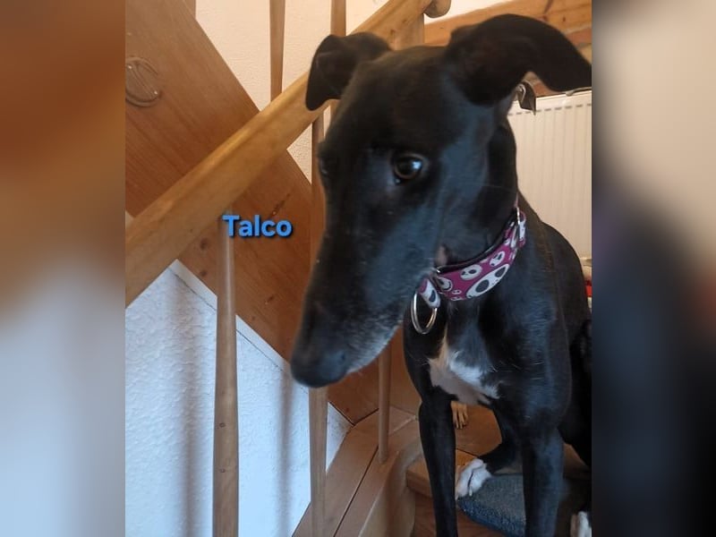 Talco geb. 06/2024 (in Deutschland) - wunderschöner, liebenswerter junger Galgo!