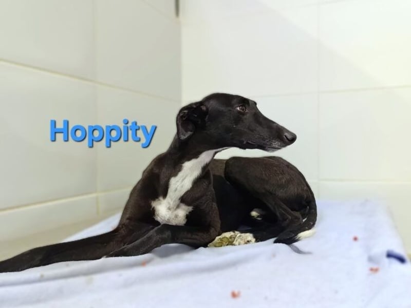 Hoppity geb. 04/2023 (ESP) - freundlicher Galgo sucht seine Familie mit Hundekumpel!