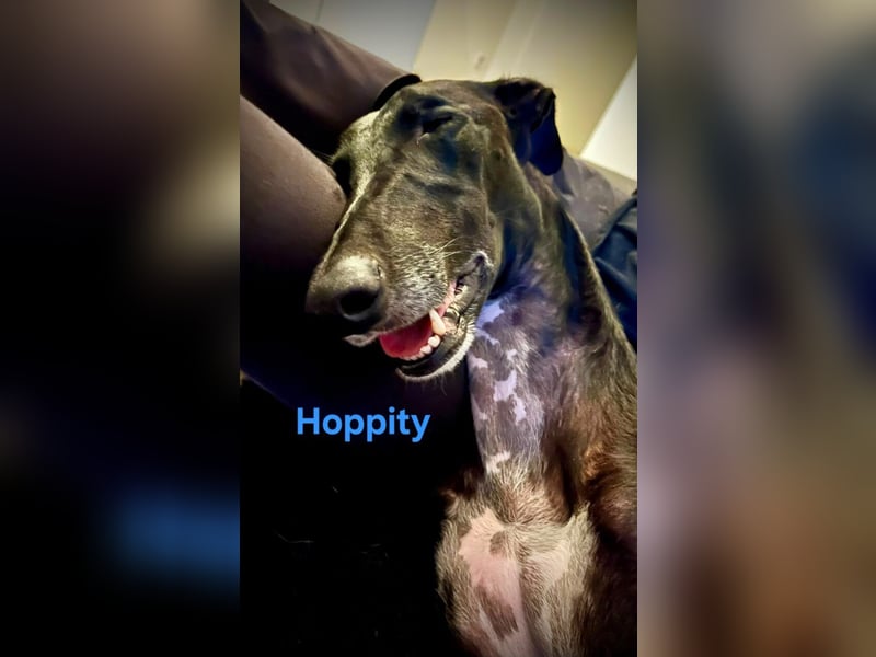 Hoppity geb. 04/2023 (ESP) - freundlicher Galgo sucht seine Familie mit Hundekumpel!