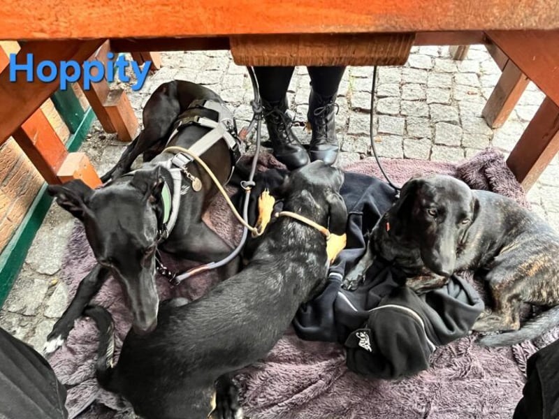 Hoppity geb. 04/2023 (ESP) - freundlicher Galgo sucht seine Familie mit Hundekumpel!