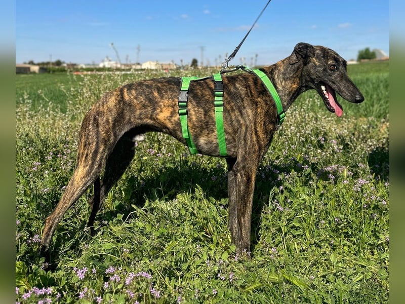 Bingo - bezaubernd und freundlich