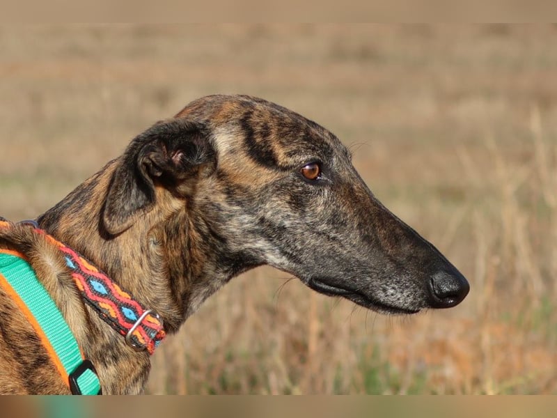 Joselito *PS in 834xx*