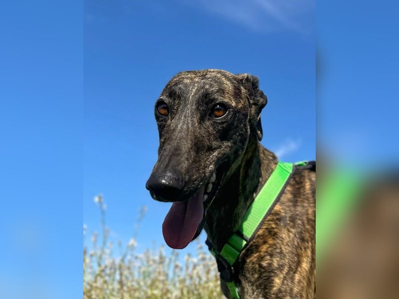 Bingo - bezaubernd und freundlich