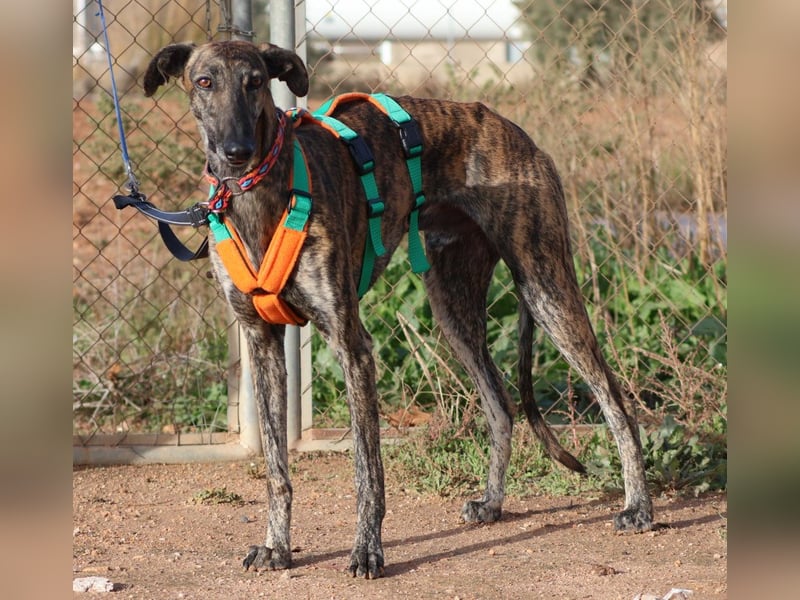 Joselito *PS in 834xx*