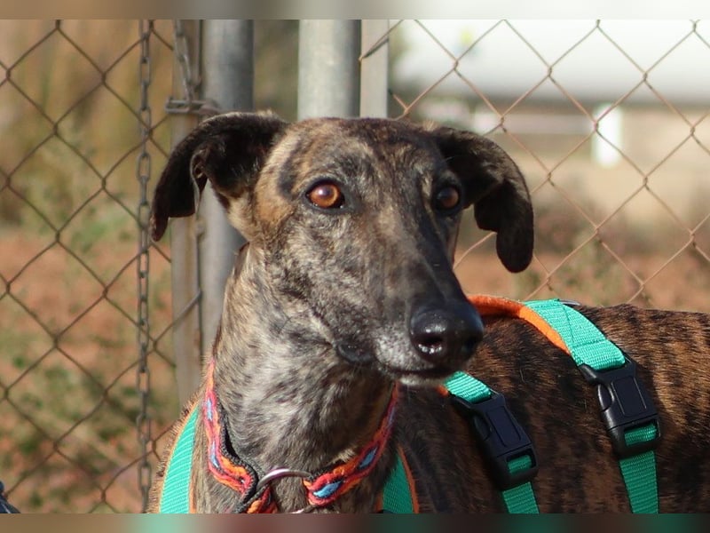 Joselito *PS in 834xx*