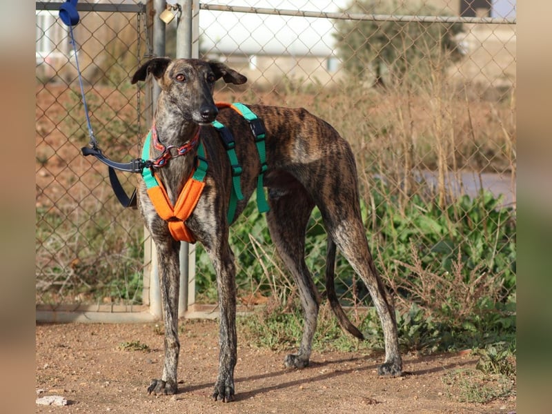 Joselito *PS in 834xx*