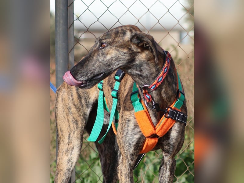 Joselito *PS in 834xx*