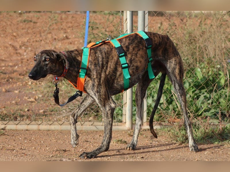 Joselito *PS in 834xx*