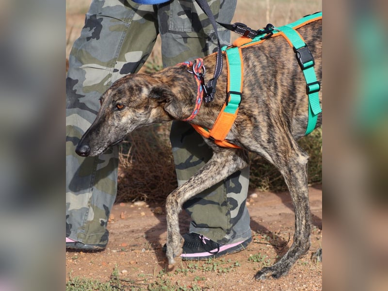 Joselito *PS in 834xx*