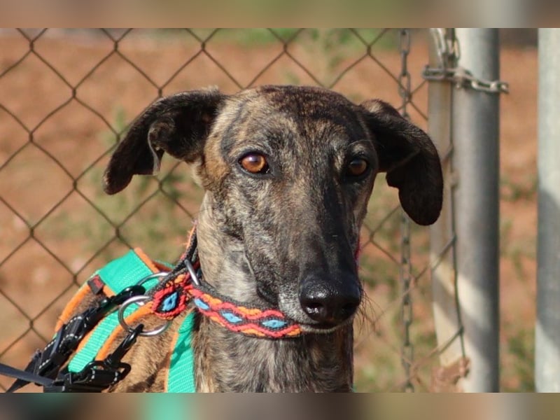 Joselito *PS in 834xx*