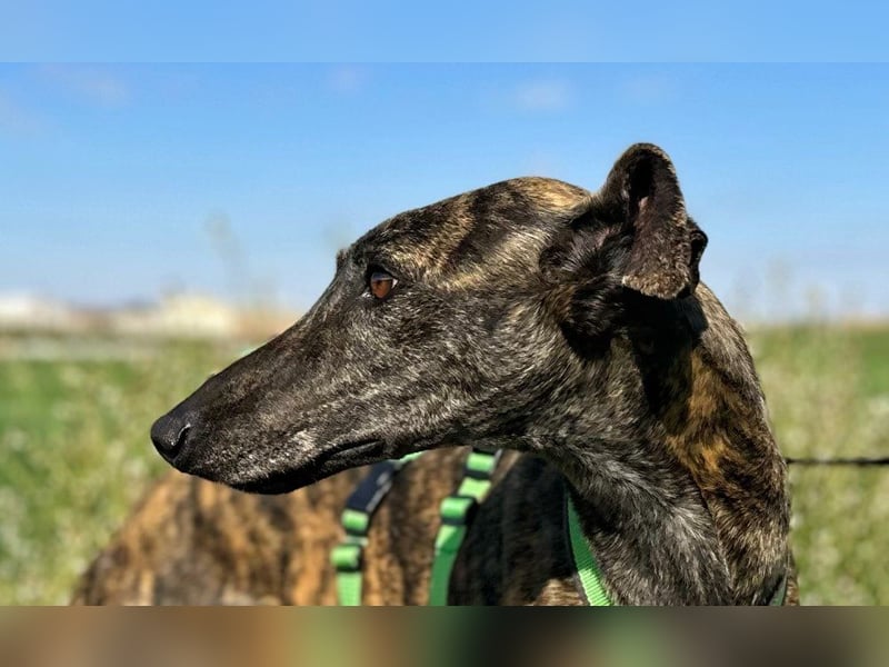 Bingo - bezaubernd und freundlich