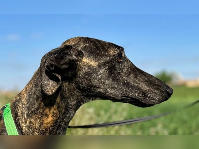 Bingo - bezaubernd und freundlich