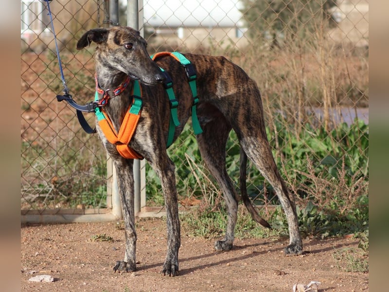 Joselito *PS in 834xx*