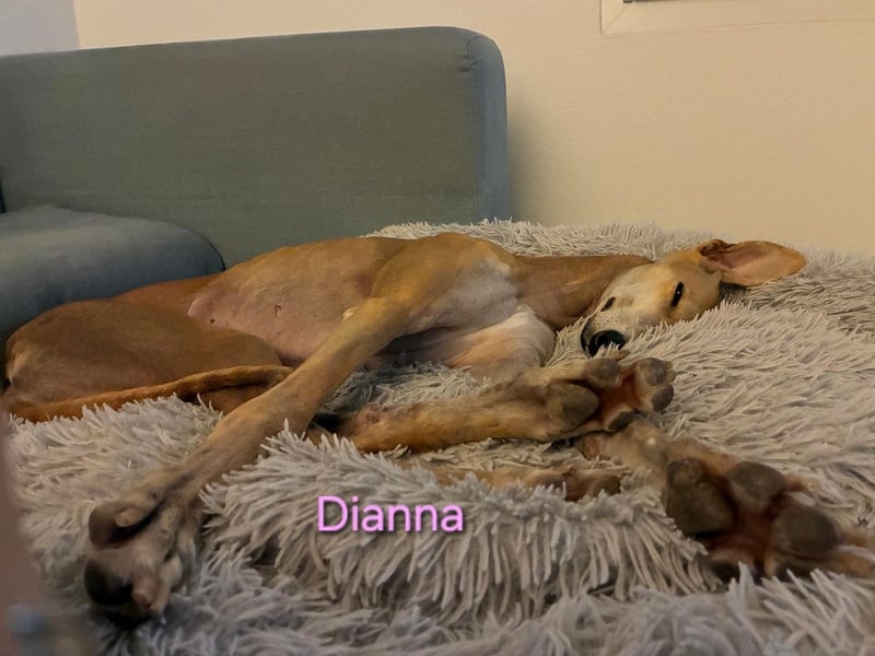 Dianna geb. 06/2022 (in der Schweiz) - offene, verschmuste und ausgeglichene Galga!