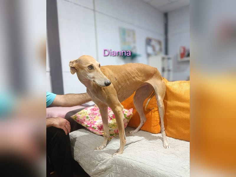 Dianna geb. 06/2022 (in der Schweiz) - offene, verschmuste und ausgeglichene Galga!