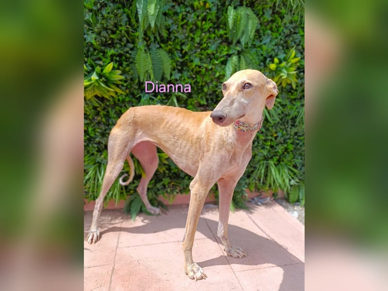 Dianna geb. 06/2022 (in der Schweiz) - offene, verschmuste und ausgeglichene Galga!