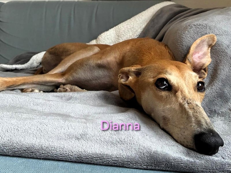 Dianna geb. 06/2022 (in der Schweiz) - offene, verschmuste und ausgeglichene Galga!