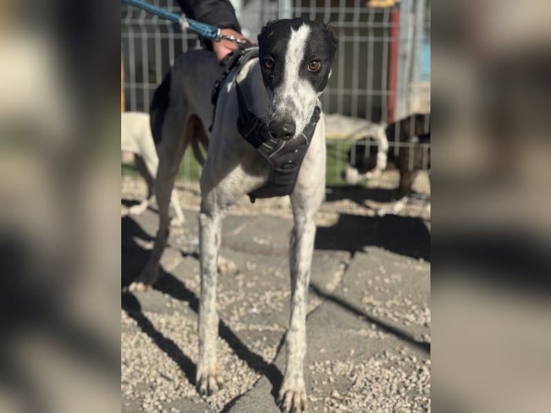 Napoli, hübscher sozialer Galgobub